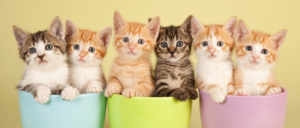 fostering-kittens-header