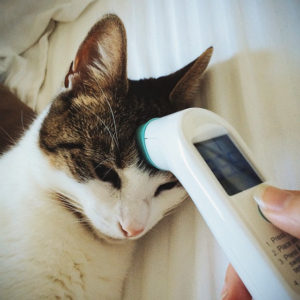 cat temperature